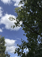 Кронирование деревьев на ЗОП Кронирование деревьев на ЗОП